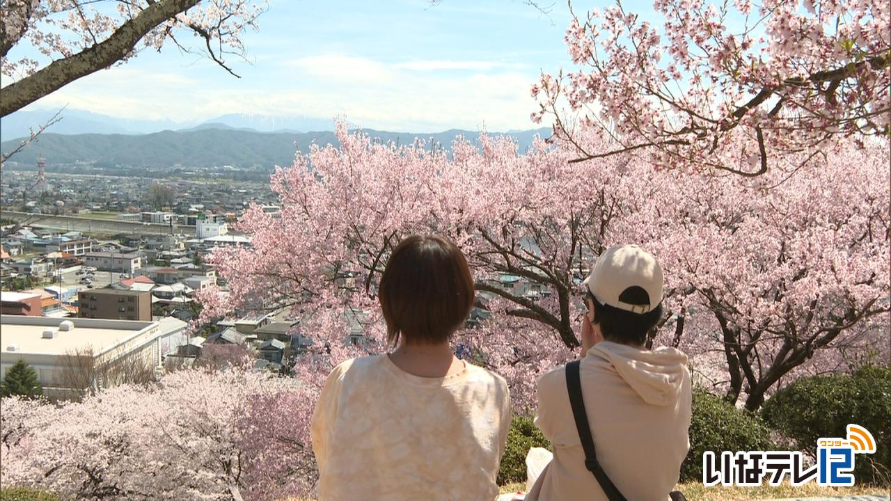 伊那公園と春日公園の桜が見ごろ
