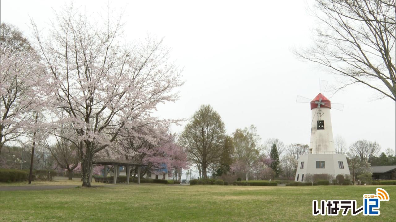鳩吹公園　桜散り始め